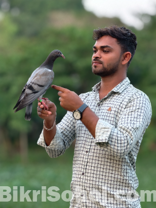 টেম কবুতর বিক্রি